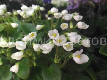 фиалка Chantaspring