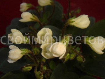 фиалка Chantaspring
