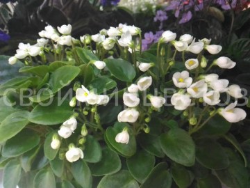 фиалка Chantaspring