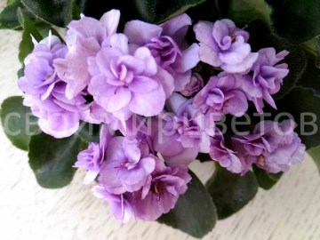 Фиалка Cupid's Jewel