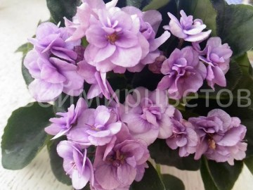 Фиалка Cupid's Jewel
