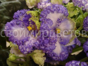 Фиалка Curly Ocean
