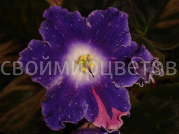 Фиалка DS-Сияющий Колокольчик НОВИНКА 2013г!