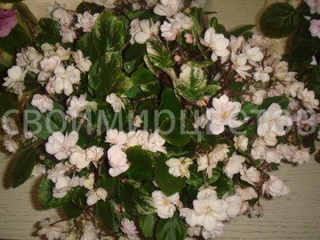 фиалка Edee's Rosebud Trail миниатюрный трейлер
