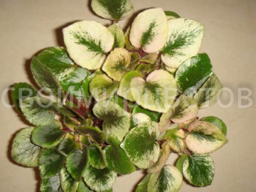 Фиалка Honeysuckle Rose