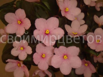 Фиалка Hot Pink Bells