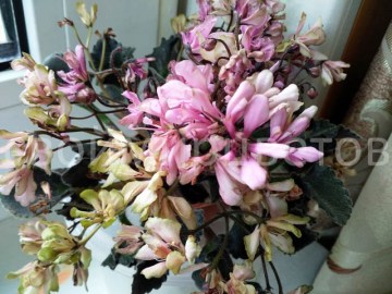 Фиалка Imp's Pretty Deadly