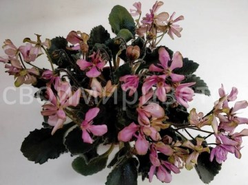 Фиалка Imp's Pretty Deadly