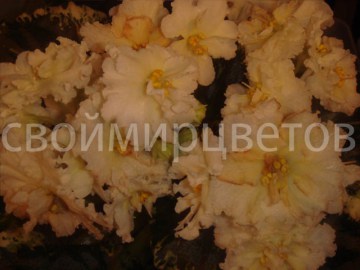 Фиалка ЛЕ-Блонди