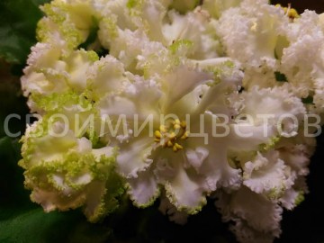 Фиалка ЛЕ-Бриллиант Тиффани