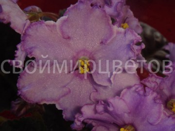 Фиалка ЛЕ-Кольца Сатурна