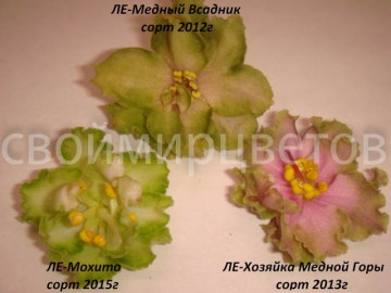 Фиалка ЛЕ-Мохито НОВИНКА 2015г!