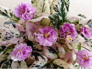 ЛЕ-Розовый Каскад