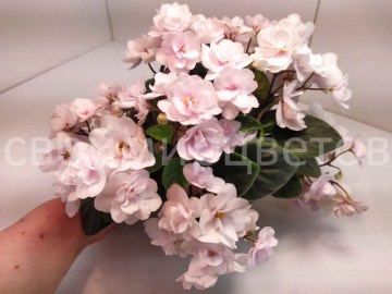 Фиалка ЛЕ-Серебряный Ручей 