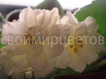 Фиалка Lemon Kisses