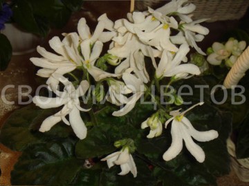 Фиалка Lunar Lily white