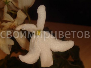 Фиалка Lunar Lily white