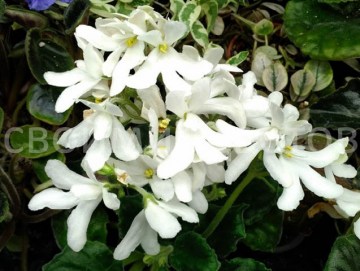 Фиалка Lunar Lily white