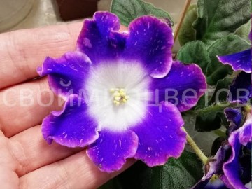Фиалка НД-Уральские Самоцветы