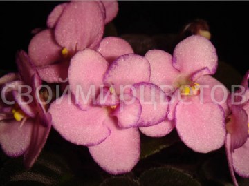 Фиалка Ness' Pink Confetti