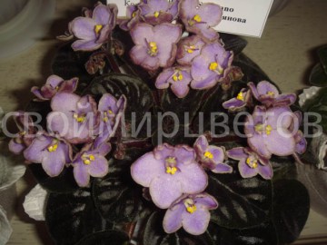 Фиалка Oksana