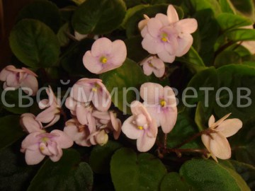 Фиалка Optimara Little Pearl