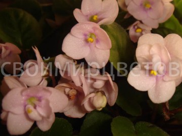 Фиалка Optimara Little Pearl