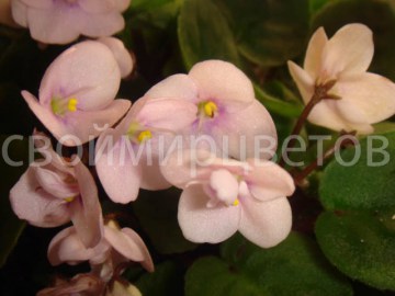 Фиалка Optimara Little Pearl