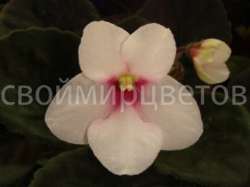 Фиалка Optimara my Desire НОВИНКА 2014г!