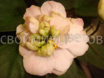 Фиалка Pink Mint