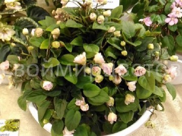 Фиалка Pink Mint