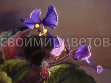 Фиалка ПЛ-Трубадур