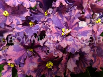 Фиалка ПТ-Руфина
