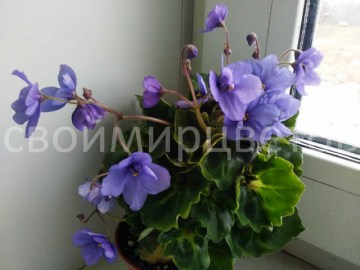 Фиалка Сиреневый Песок условно