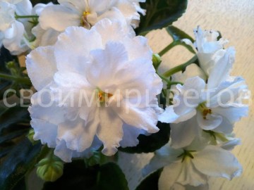 Фиалка Rhapsody in White