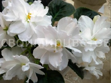 Фиалка Rhapsody in White