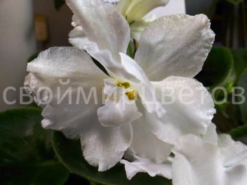 Фиалка Rhapsody in White