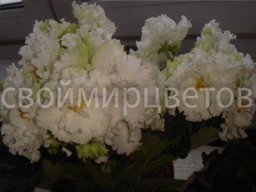Фиалка РМ-День Ангела