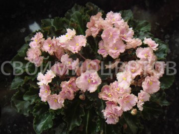 Фиалка Rob's Antique Rose