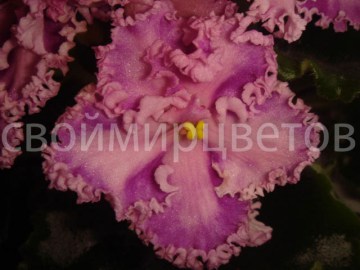 Фиалка Rosie Ruffles спорт