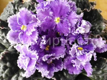 Фиалка РС-Диво-Дивное