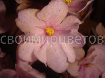 Фиалка РС-Сонет