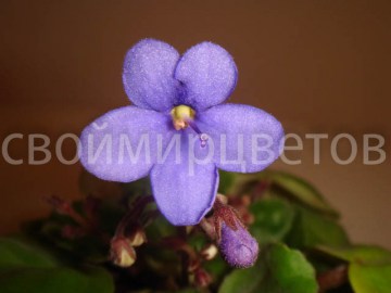 Фиалка Saintpaulia Brevipilosa