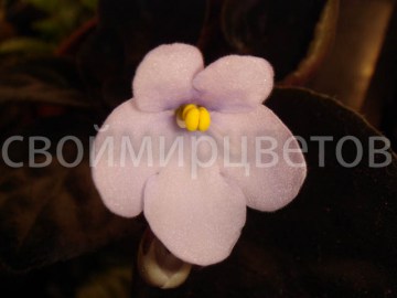 Фиалка Saintpaulia Diplotricha Punter