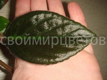 Фиалка Saintpaulia Ionantha spp.Conantha