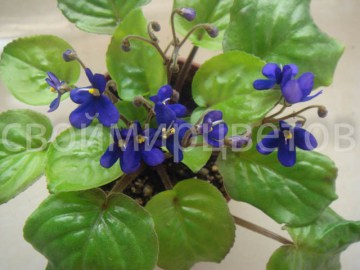 Фиалка Saintpaulia Orbicularis Var Purpurea