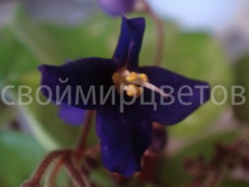 Фиалка Saintpaulia Orbicularis Var Purpurea