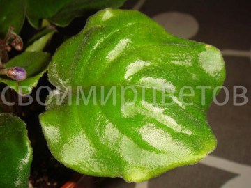 Фиалка Saintpaulia Orbicularis Var Purpurea