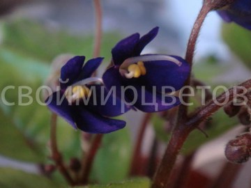 Фиалка Saintpaulia Orbicularis Var Purpurea