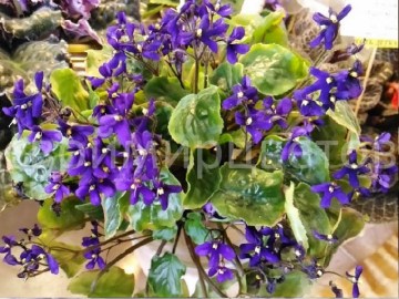 Фиалка Saintpaulia Orbicularis Var Purpurea
